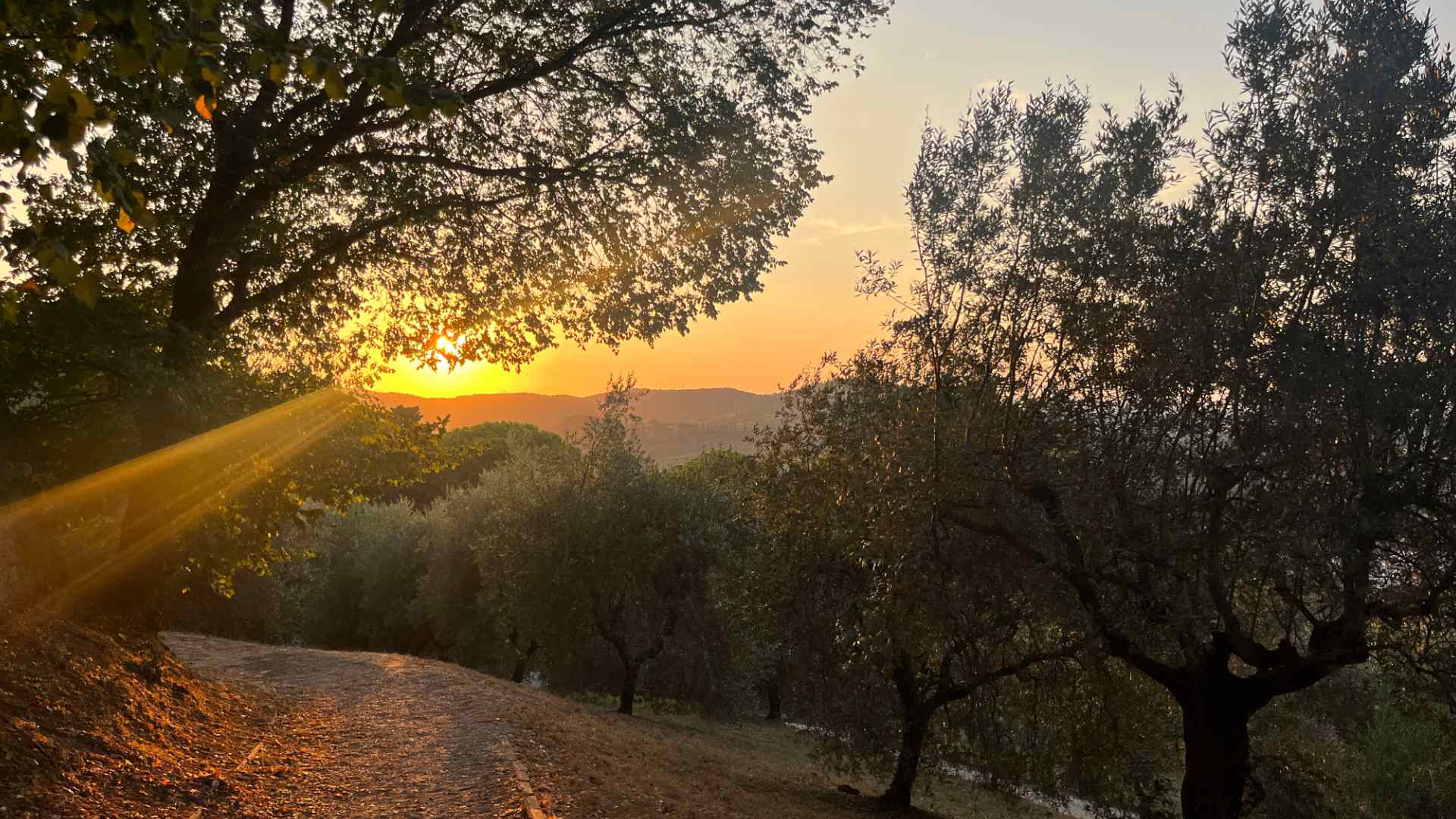 Tours in Florence and Tuscany Siena Tour